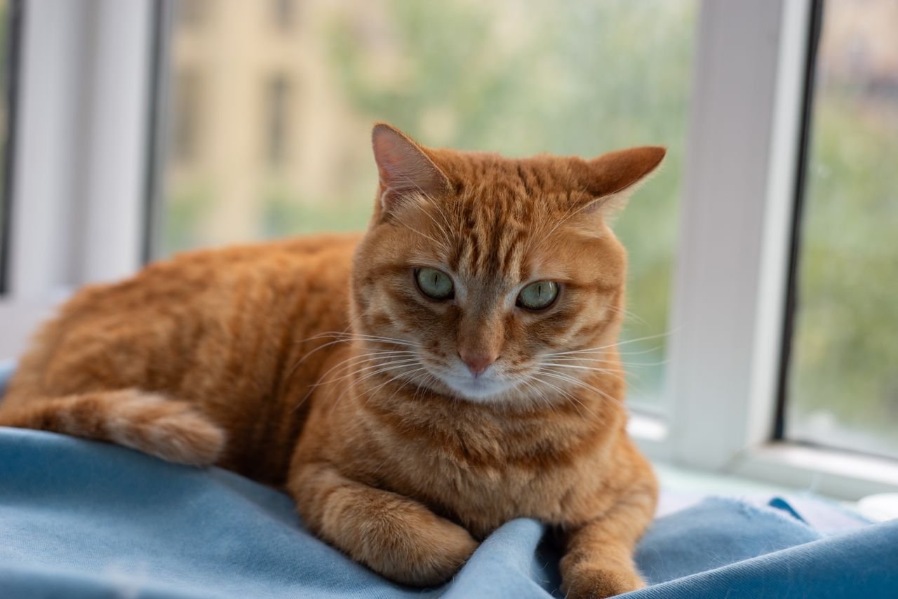 Why Is My Cat Vomiting? Common Causes, What to Do, and When to See a Vet Why Is My Cat Vomiting? Common Causes, What to Do, and When to See a Vet